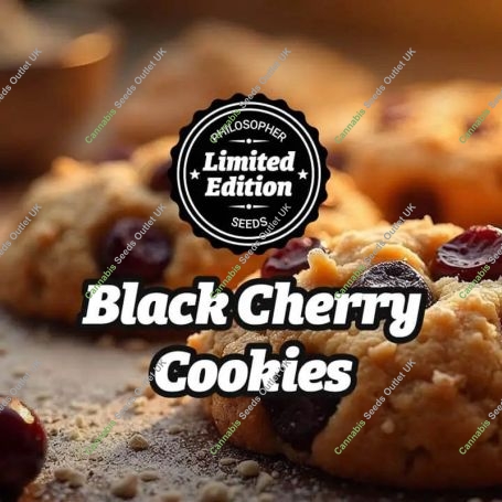 Black Cherry Cookies Marijuana Strain by Philosopher Seeds For Sale Online at Cannabis Seeds Outlet