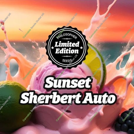 Especial Sunset Sherbert Auto Marijuana Strain by Philosopher Seeds For Sale Online at Cannabis Seeds Outlet