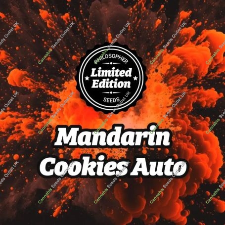 Mandarin Cookies Auto Marijuana Strain by Philosopher Seeds For Sale Online at Cannabis Seeds Outlet