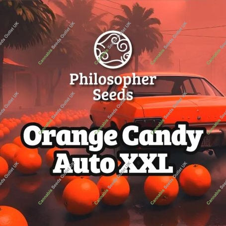 Orange Candy XXL Auto Marijuana Strain by Philosopher Seeds For Sale Online at Cannabis Seeds Outlet