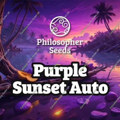 Purple Sunset Auto Marijuana Strain by Philosopher Seeds For Sale Online at Cannabis Seeds Outlet