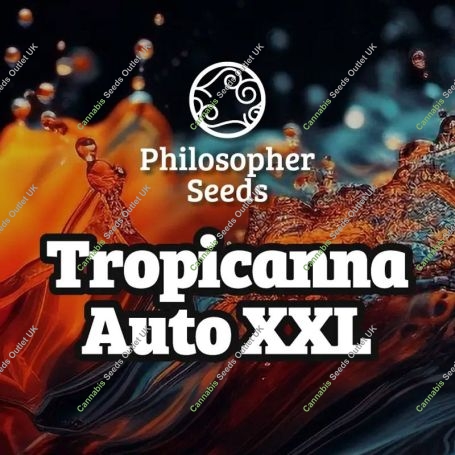 Tropicanna Auto XXL Marijuana Strain by Philosopher Seeds For Sale Online at Cannabis Seeds Outlet