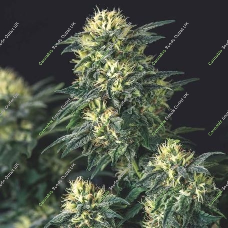 Anesthesia x Runtz Marijuana Strain by Pyramid Seeds For Sale Online at Cannabis Seeds Outlet