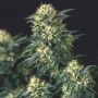 Anesthesia x Runtz Marijuana Strain by Pyramid Seeds For Sale Online at Cannabis Seeds Outlet