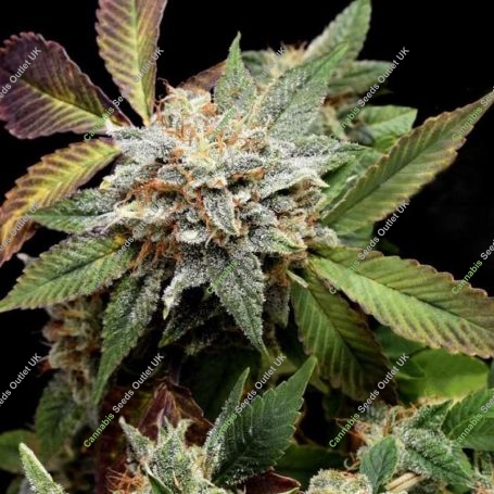 Anubis x Sunset Sherbet Marijuana Strain by Pyramid Seeds For Sale Online at Cannabis Seeds Outlet