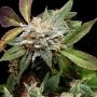 Anubis x Sunset Sherbet Marijuana Strain by Pyramid Seeds For Sale Online at Cannabis Seeds Outlet