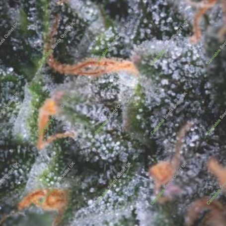 Black Cherry Punch Auto Marijuana Strain by Pyramid Seeds For Sale Online at Cannabis Seeds Outlet