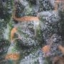 Black Cherry Punch Auto Marijuana Strain by Pyramid Seeds For Sale Online at Cannabis Seeds Outlet