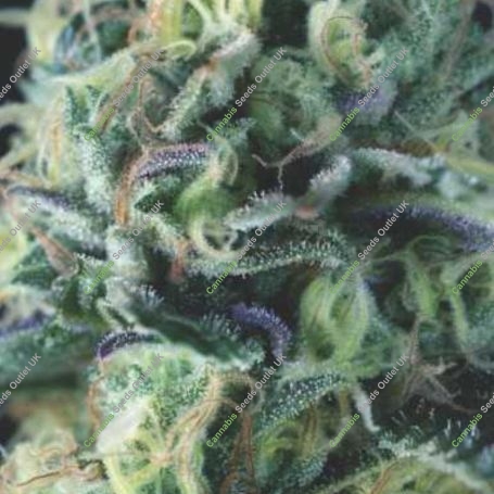 Cookies Auto Marijuana Strain by Pyramid Seeds For Sale Online at Cannabis Seeds Outlet