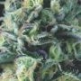 Cookies Auto Marijuana Strain by Pyramid Seeds For Sale Online at Cannabis Seeds Outlet