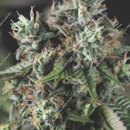 DoSiDos Auto Marijuana Strain by Pyramid Seeds For Sale Online at Cannabis Seeds Outlet