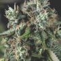 DoSiDos Auto Marijuana Strain by Pyramid Seeds For Sale Online at Cannabis Seeds Outlet
