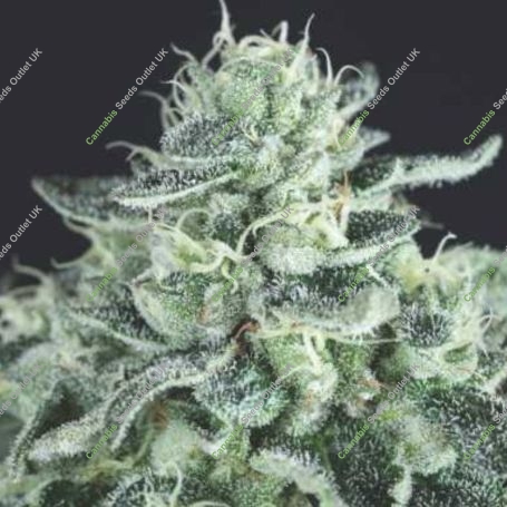 Gelato Auto Marijuana Strain by Pyramid Seeds For Sale Online at Cannabis Seeds Outlet