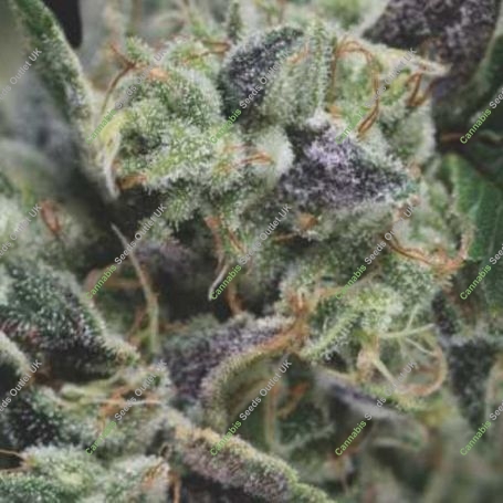 Gorilla Auto Marijuana Strain by Pyramid Seeds For Sale Online at Cannabis Seeds Outlet