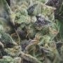 Gorilla Auto Marijuana Strain by Pyramid Seeds For Sale Online at Cannabis Seeds Outlet