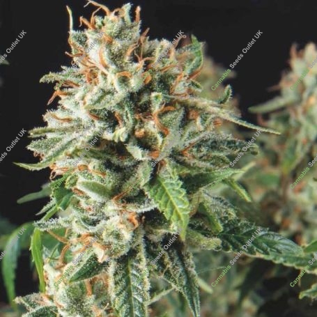 Super OG Kush Auto Marijuana Strain by Pyramid Seeds For Sale Online at Cannabis Seeds Outlet