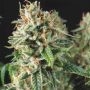 Super OG Kush Auto Marijuana Strain by Pyramid Seeds For Sale Online at Cannabis Seeds Outlet