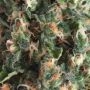 Pyramid Seeds Super OG Kush Auto Smoke Buds Weed Ganja Skunk Dope Pot Images Pics Nuggets