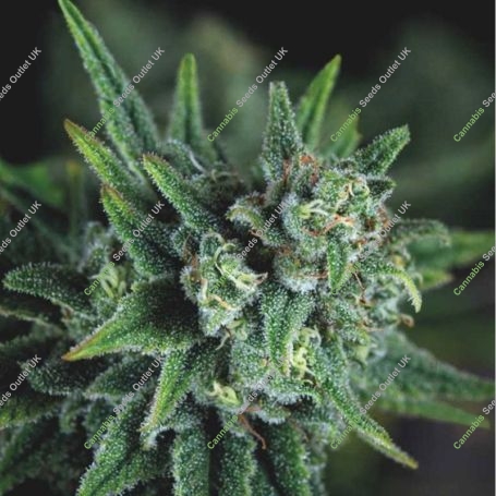Galaxy FAST Marijuana Strain by Pyramid Seeds For Sale Online at Cannabis Seeds Outlet