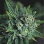 Galaxy FAST Marijuana Strain by Pyramid Seeds For Sale Online at Cannabis Seeds Outlet