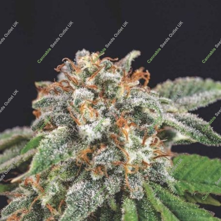 Galaxy x Runtz Marijuana Strain by Pyramid Seeds For Sale Online at Cannabis Seeds Outlet