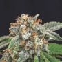 Galaxy x Runtz Marijuana Strain by Pyramid Seeds For Sale Online at Cannabis Seeds Outlet