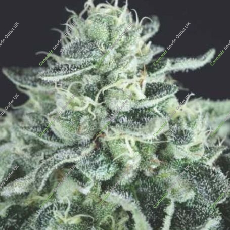 Gelato Marijuana Strain by Pyramid Seeds For Sale Online at Cannabis Seeds Outlet