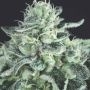 Gelato Marijuana Strain by Pyramid Seeds For Sale Online at Cannabis Seeds Outlet