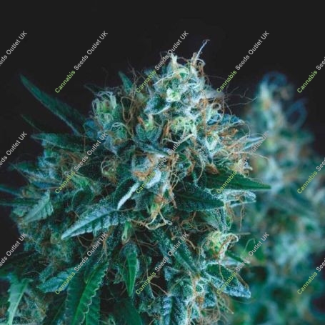 Gorilla FAST Marijuana Strain by Pyramid Seeds For Sale Online at Cannabis Seeds Outlet