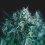 Gorilla FAST Marijuana Strain by Pyramid Seeds For Sale Online at Cannabis Seeds Outlet