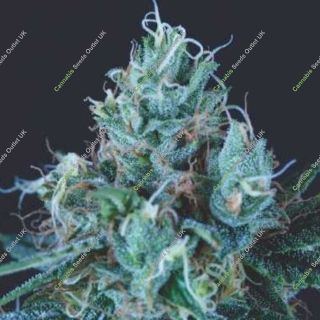 Ice Cream Marijuana Strain by Pyramid Seeds For Sale Online at Cannabis Seeds Outlet