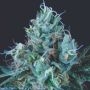 Ice Cream Marijuana Strain by Pyramid Seeds For Sale Online at Cannabis Seeds Outlet