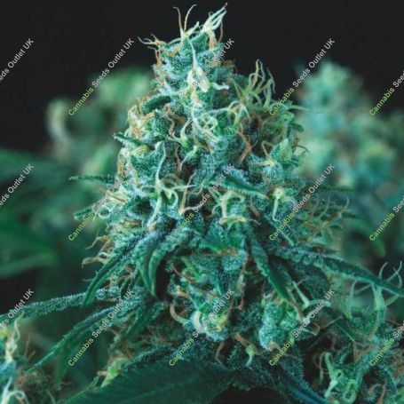 Kryptonite FAST Marijuana Strain by Pyramid Seeds For Sale Online at Cannabis Seeds Outlet