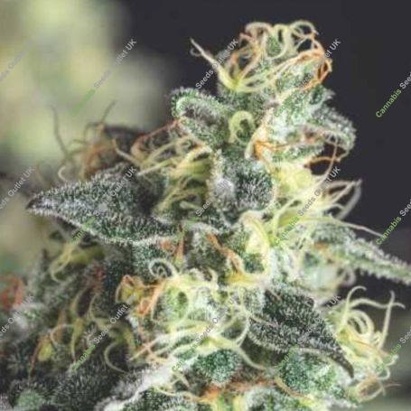Lemon Larry OG Marijuana Strain by Pyramid Seeds For Sale Online at Cannabis Seeds Outlet