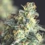Lemon Larry OG Marijuana Strain by Pyramid Seeds For Sale Online at Cannabis Seeds Outlet
