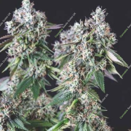 Mendocino Purple Kush Marijuana Strain by Pyramid Seeds For Sale Online at Cannabis Seeds Outlet
