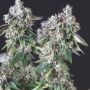 Mendocino Purple Kush Marijuana Strain by Pyramid Seeds For Sale Online at Cannabis Seeds Outlet