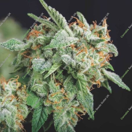 Northern Lights x Runtz Marijuana Strain by Pyramid Seeds For Sale Online at Cannabis Seeds Outlet