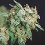 Northern Lights x Runtz Marijuana Strain by Pyramid Seeds For Sale Online at Cannabis Seeds Outlet