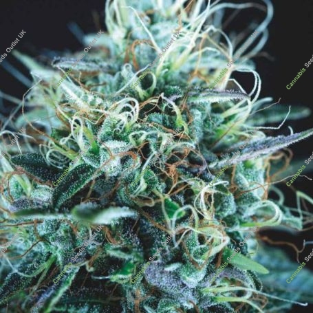 Purple Urkle x Blue Pyramid Marijuana Strain by Pyramid Seeds For Sale Online at Cannabis Seeds Outlet