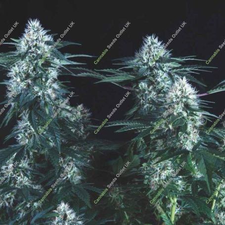 Tutankhamon FAST Marijuana Strain by Pyramid Seeds For Sale Online at Cannabis Seeds Outlet