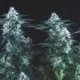 Tutankhamon FAST Marijuana Strain by Pyramid Seeds For Sale Online at Cannabis Seeds Outlet