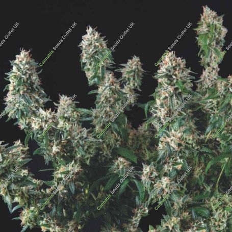 Tutankhamon x Cookies USA Marijuana Strain by Pyramid Seeds For Sale Online at Cannabis Seeds Outlet