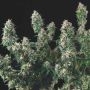 Tutankhamon x Cookies USA Marijuana Strain by Pyramid Seeds For Sale Online at Cannabis Seeds Outlet