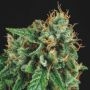 Tutankhamon x Gorilla Glue Marijuana Strain by Pyramid Seeds For Sale Online at Cannabis Seeds Outlet
