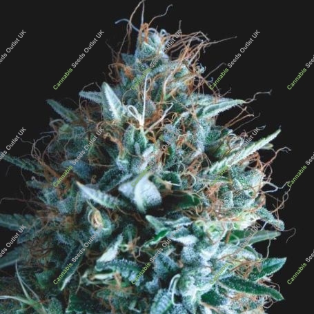 Tutankhamon x Runtz Marijuana Strain by Pyramid Seeds For Sale Online at Cannabis Seeds Outlet