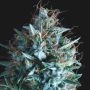 Tutankhamon x Runtz Marijuana Strain by Pyramid Seeds For Sale Online at Cannabis Seeds Outlet