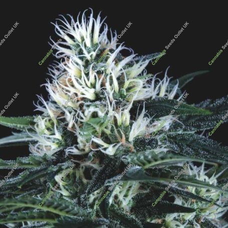 Wembley FAST Marijuana Strain by Pyramid Seeds For Sale Online at Cannabis Seeds Outlet