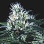 Wembley FAST Marijuana Strain by Pyramid Seeds For Sale Online at Cannabis Seeds Outlet