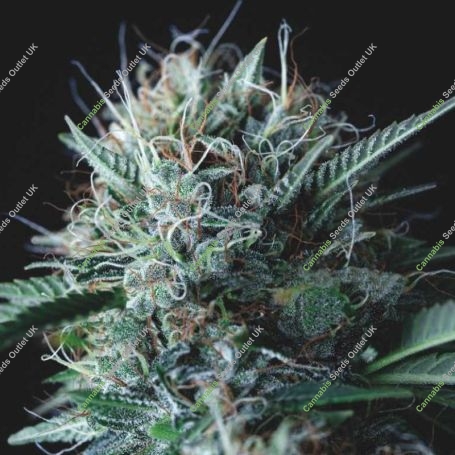 Wembley x Mendocino Marijuana Strain by Pyramid Seeds For Sale Online at Cannabis Seeds Outlet